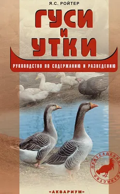 картинки : Утки, пара, Позвоночный, клюв, Водяная птица, утка, Гусь, geese  and swans, Водоплавающих птиц, Нога, приспособление, морские птицы, крыло,  перо, Шея, Дикая природа, домашний скот, хвост, Голубей и голубей 3644x2809  -