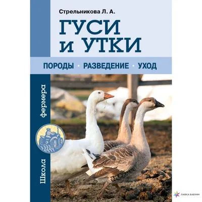 Гусь стоит лицом назад. далеко впереди стоит размытая белая утка.  выборочный фокус. | Премиум Фото