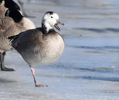 Серый гусь x Канадская казарка (гибрид) - eBird