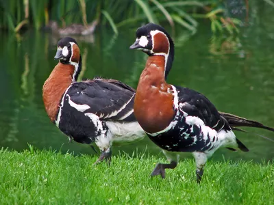 Белый гусь x Малая канадская казарка (гибрид) - eBird