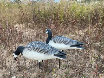 Казарка Гусь ELITE 3D Barnacles Goose купить в СПб и Москве. Цена - 13 090  руб. Доставка по России. Интернет магазин На Лабазе