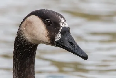 Казарка Гусь ELITE 3D Barnacles Goose – OscarDecoys