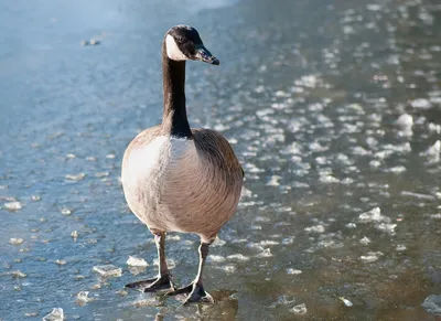 Канадская казарка, (Branta canadensis) или просто Канадский Гусь.