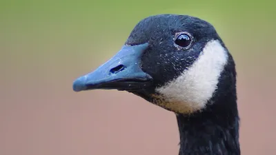 File:Branta bernicla bernicla - Brent-Goose.jpg - Wikimedia Commons