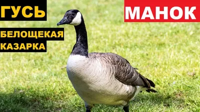 Canada Goose in Eastern Europe | Film Studio Aves - YouTube