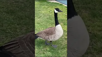 Канадская казарка, (Branta canadensis) или просто Канадский Гусь.