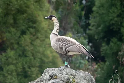 Белый гусь x Чёрная казарка (гибрид) - eBird