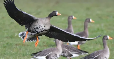 Пискулька - eBird