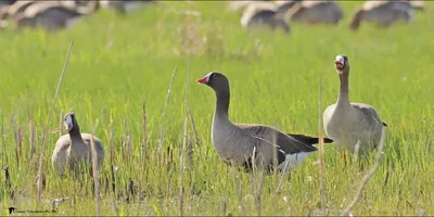 Пискулька - eBird