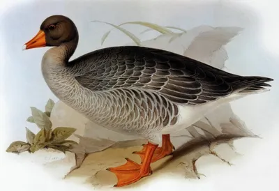 Bird Voices As the Lesser White-fronted Goose (Anser erythropus) sings -  YouTube