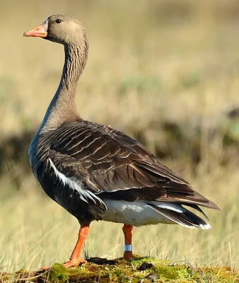 Весенняя миграция гусей. | Goose squeaky - Anser erythropus … | Flickr