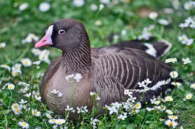 Пискулька - eBird