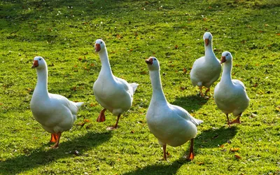 Картинка Белые гуси на поляне » Гуси » Птицы » Животные » Картинки 24 -  скачать картинки бесплатно