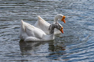 Картинки Гуси 2 Вода Животные