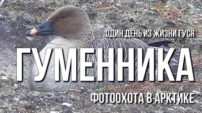 Охота на гуся-