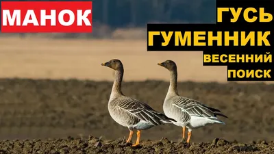 Флюгера \"Air Born\" гуся гуменника купить