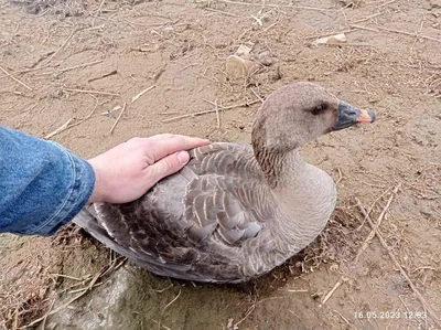 В Беларуси открывается охота на гуся белолобого, гуся-гуменника, гуся  серого, казарки канадской — ПРАЦА