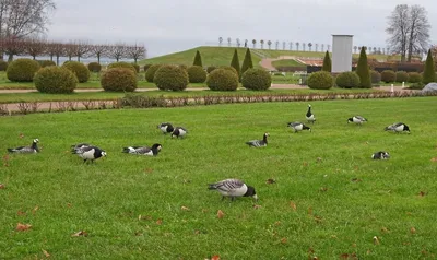 В Нижнем парке Петергофа перед полетом на юг отдыхают 13 казарок и 4 гуся