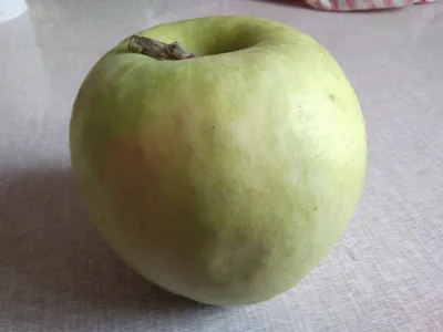 File:Зелёное яблоко.jpg - Wikimedia Commons