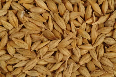 Ячмень становится для зерновой отрасли Казахстана все более значимой  культурой - КазахЗерно