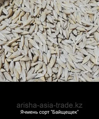 Семена ячмень яровой Казахстан (id 86395701)