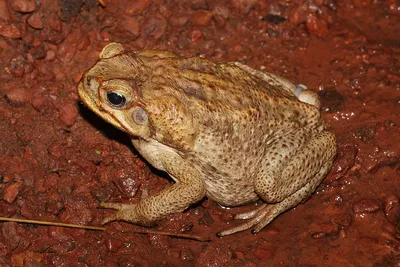Ядовитая жаба ага фото