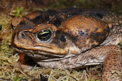 Жаба-ага (Rhinella marina) купить в Планете экзотики