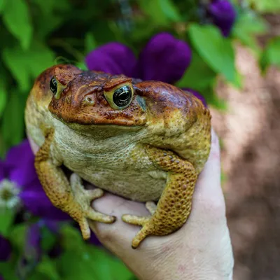 Большая и ядовитая: жаба Ага | О домашних и не только | Дзен