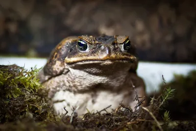 Жаба-ага или «тростниковая жаба» (лат. Bufo marinus) – Интересные животные