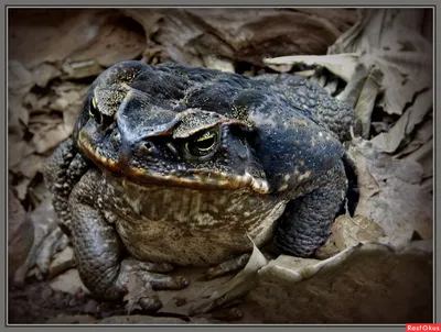 Жаба-ага (Rhinella marina) — Зоопарк «Лимпопо» г. Нижний Новгород –  Нижегородский зоопарк