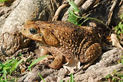 Жабзилла, или 3 кг ядовитой биомассы: посмотрите на тростниковую жабу,  которую нашли в Австралии | Вокруг Света