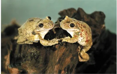 Жаба ага – одна из самых крупных жаб в мире.:::Жаба ага. Сайт о животных.  PiLife