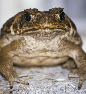 Большая токсичная жаба- ага. Почему у этой красавицы нет врагов | ЖИВОТНЫЙ  МИР | Дзен