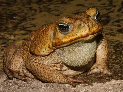 Ага жаба ядовитая (64 фото) - красивые фото и картинки pofoto.club