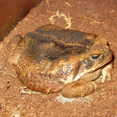 Жаба-ага: Огромное ядовитое и смертоносное земноводное – тростниковая жаба  | ВКонтакте