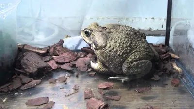 Ядовитых жаб в океанариуме на острове Русский во Владивостоке сделали  безопасными