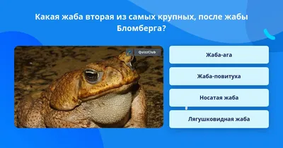 тростниковый жаб буфо маринус сидит возле личинок на бежевом фоне в студии.  ринелла марина или ядовитая жаба сток-видео - Видео насчитывающей  изолировано, бич: 227600713
