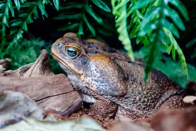 Жабзилла, или 3 кг ядовитой биомассы: посмотрите на тростниковую жабу,  которую нашли в Австралии | Вокруг Света