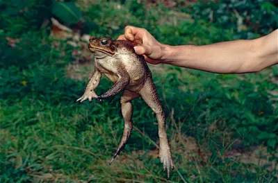 Жаба ага \"самая опасная жаба\" | Животный мир | Дзен