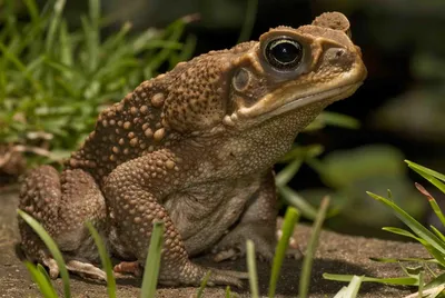 тростниковый жаб буфо маринус ест личинку на бежевом фоне в студии. ринелла  марина или ядовитая жаба да видеоматериал - Видео насчитывающей бежевое,  австралийцев: 227604150
