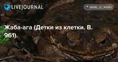 Жаба ага – купить в Москве, цена 2 500 руб., продано 7 августа 2018 –  Другие животные