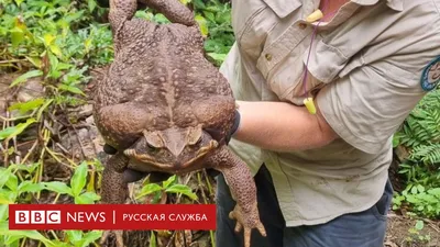 Жаба-ага (Rhinella marina) — Зоопарк «Лимпопо» г. Нижний Новгород –  Нижегородский зоопарк