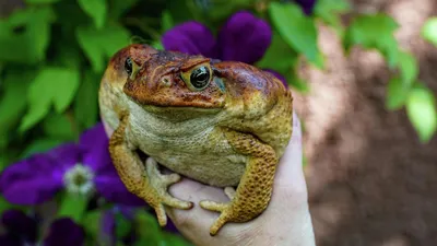 Жаба-ага (Rhinella marina) — Зоопарк «Лимпопо» г. Нижний Новгород –  Нижегородский зоопарк