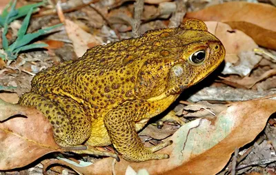 Жаба-ага (Rhinella marina) купить в Планете экзотики