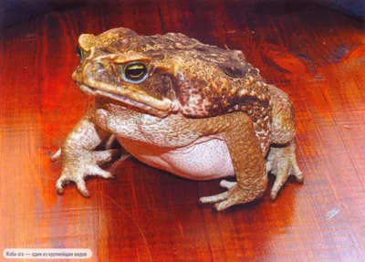 Большая и ядовитая: жаба Ага | О домашних и не только | Дзен