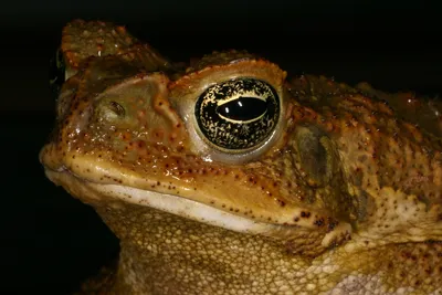 Жаба ага. Фото аги, содержание жабы