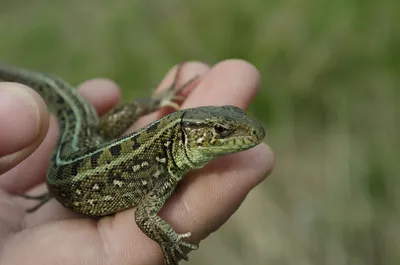 Канарская ящерица | zoo-ekzo.ru - Экзотические животные