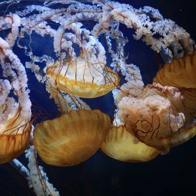 Ядовитые медузы фото