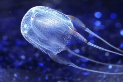 Какие бывают медузы в Чёрном море