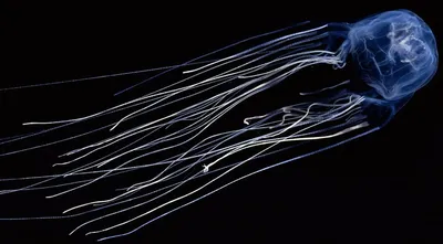 Самые опасные медузы в мире: их яд лишает жизни за 5 минут